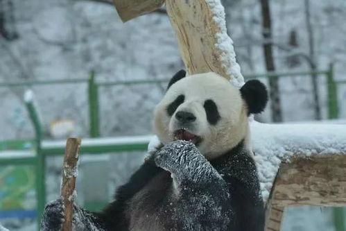 思嘉熊猫吃瓜视频,萌态可掬，瓜界新宠