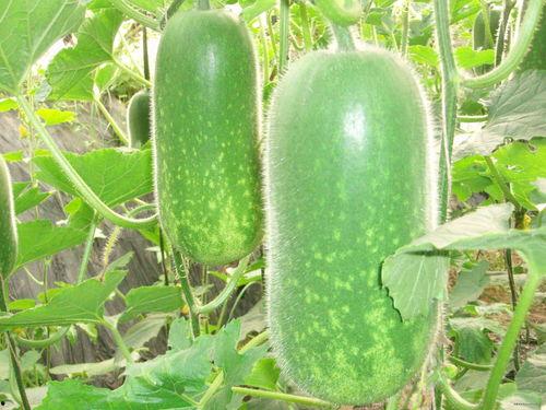 泰国吃瓜户外视频大全,吃瓜视频大盘点