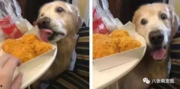 吃瓜被抓到狗狗视频,狗狗萌态视频引发网友热议