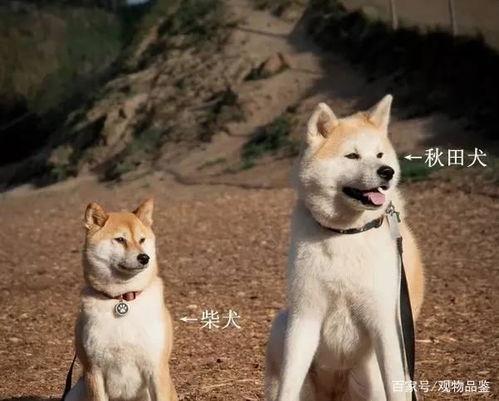 柴犬可以吃白玉瓜吗视频,揭秘白玉瓜的适口美味